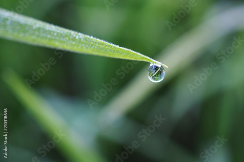 Close up, Drop of dew in the morning on green leaves of leaf rice.