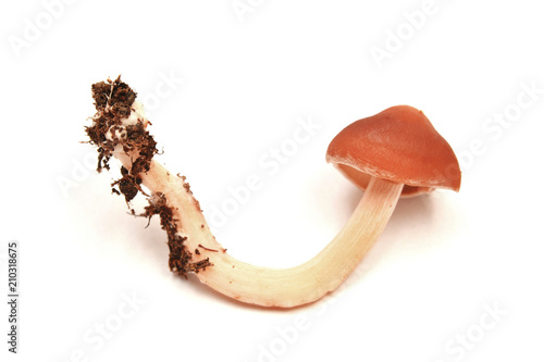  redlead roundhead mushroom photo