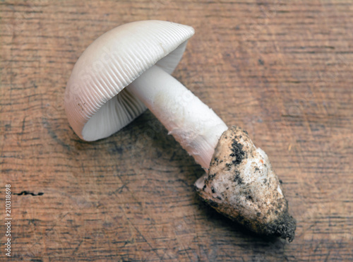 amanita mairei mushroom photo