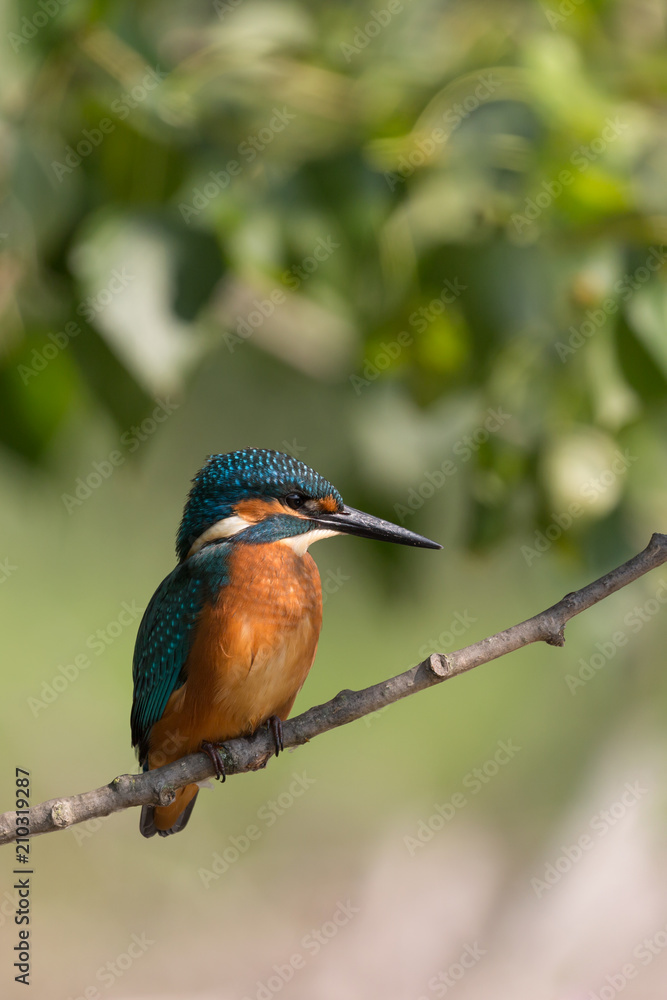 Giovane Martin pescatore maschio su posatoio (Alcedo atthis) Giovane Martin pescatore maschio su posatoio (Alcedo atthis)