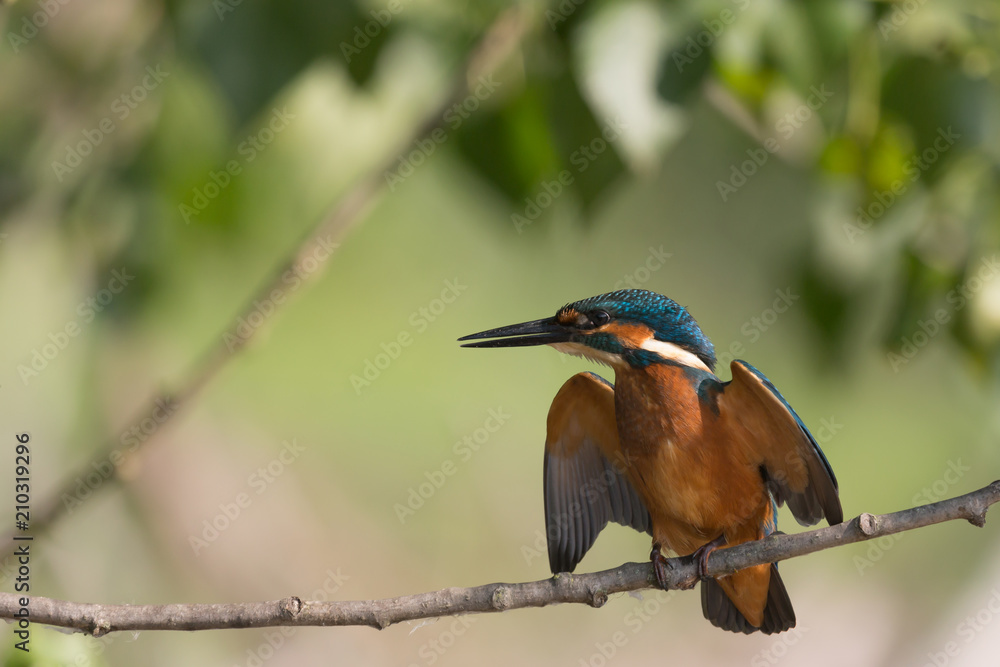 Giovane Martin pescatore maschio su posatoio (Alcedo atthis) Giovane Martin pescatore maschio su posatoio (Alcedo atthis)