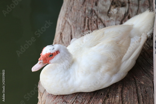 Mother duck with white on a wooden floor that is above the water surface