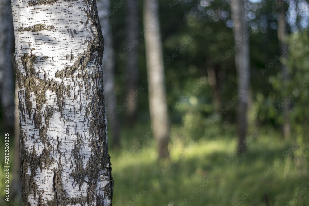 tree trunk as a natural background