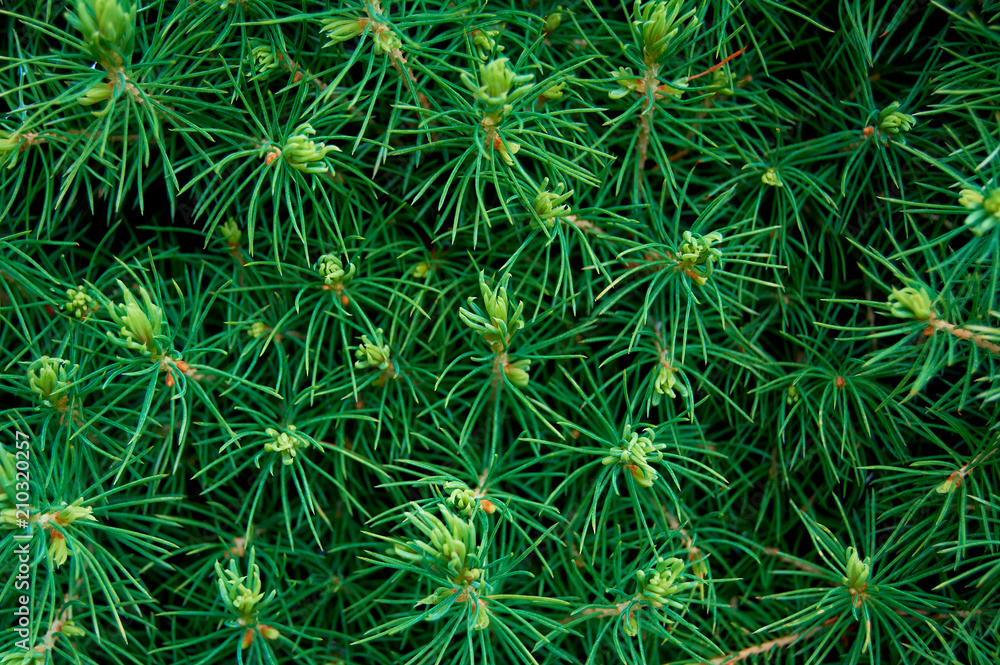 green conic branches green conic branches