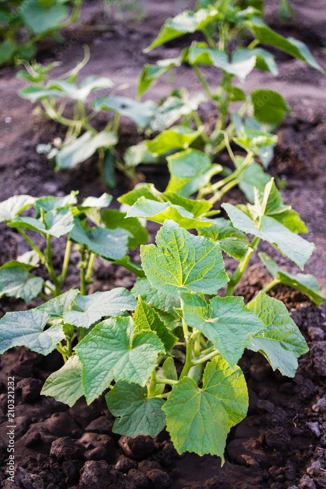 Bush zucchini in the ground. Young zucchini plant in a vegetable garden Bush zucchini in the ground. Young zucchini plant in a vegetable garden