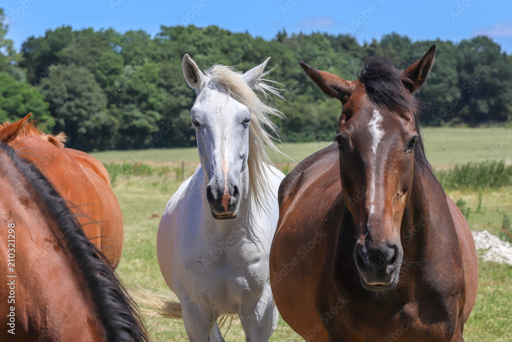 Fototapeta premium A horse in a wilderness in the countryside