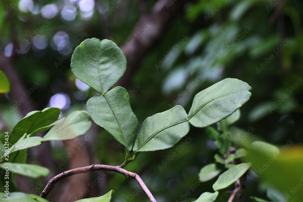 Obraz premium Bergamot leaf, kaffir Lime Leaf