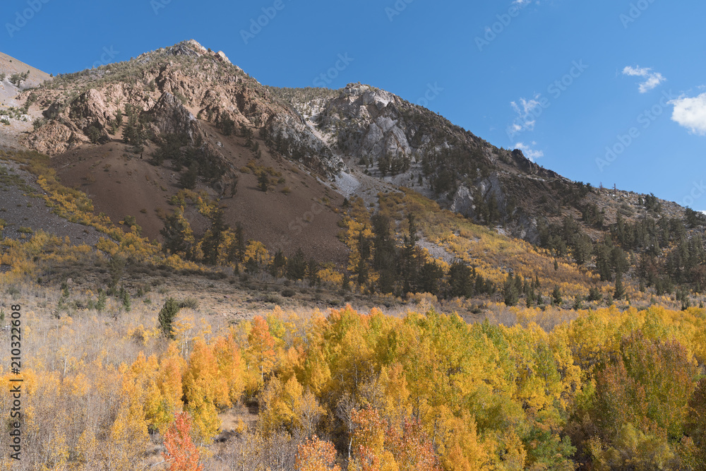 Fall colors in the Eastern Sierra Nevada.