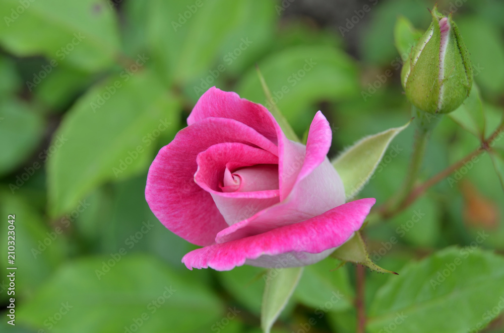 Roses in the garden.