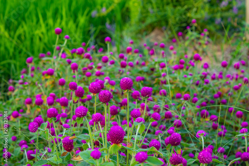 Gomphrena globosa  On the rice field.