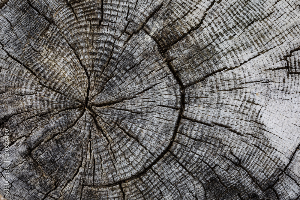 Fototapeta premium Old cracked tree rings background of an old cut tree background texture