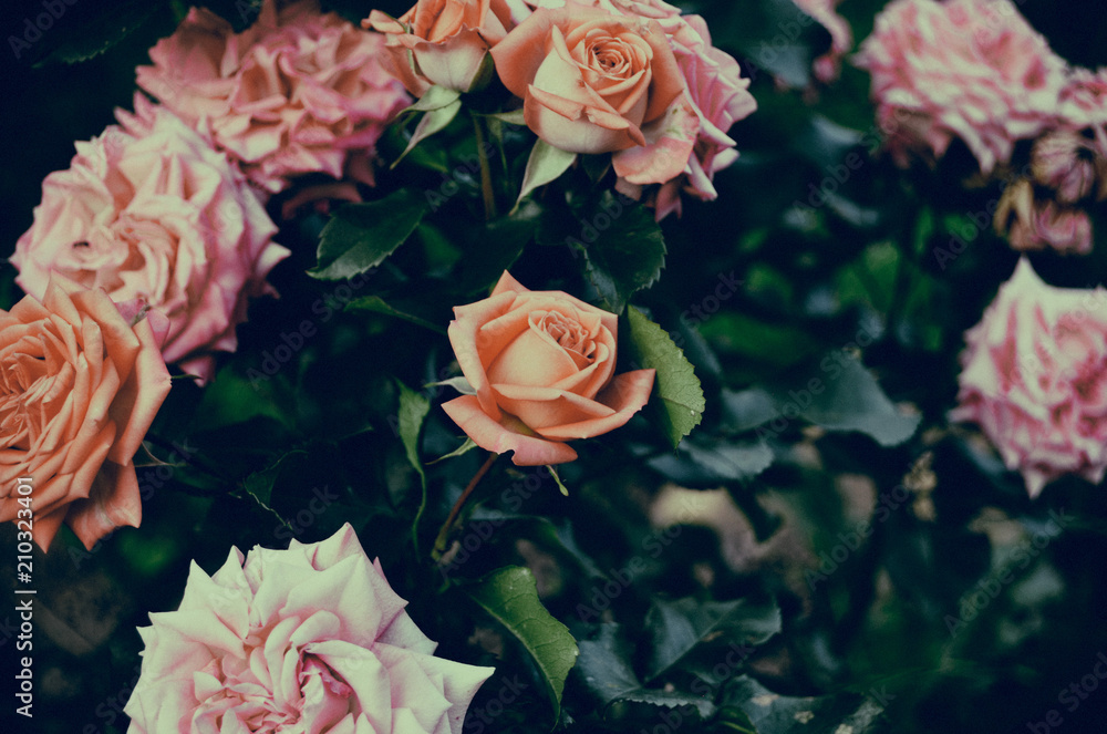 Fototapeta premium Roses in the garden. Vintage.