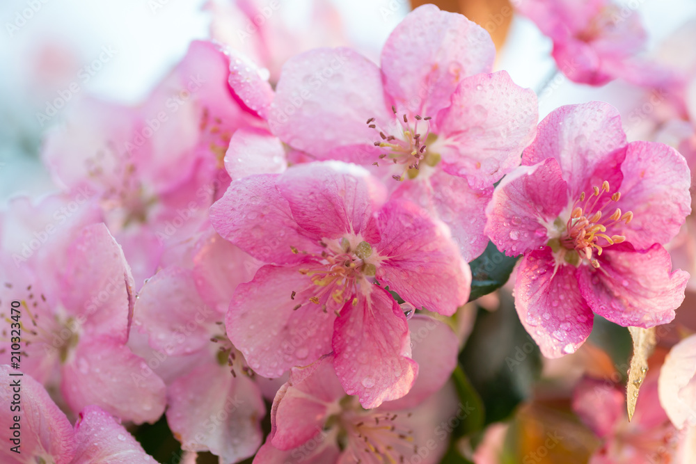Fototapeta premium Spring sakura blossom flower twig
