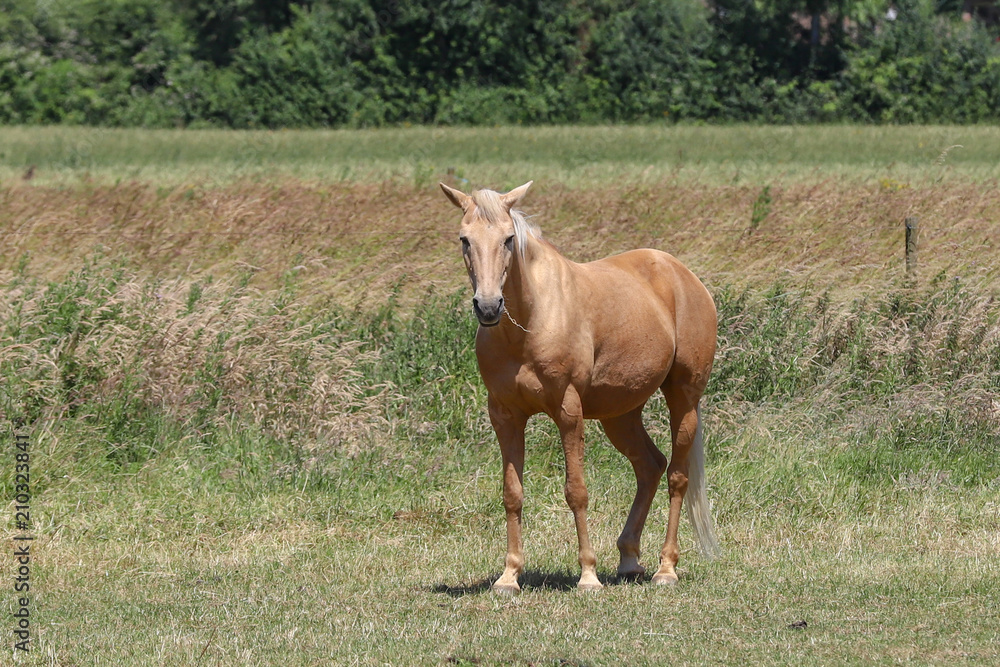 A horse in a wilderness in the countryside A horse in a wilderness in the countryside