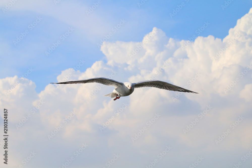 White seagull one flying flare in the sky a beautiful grove, gulls, white poultry in Asia by winter, flying gull White seagull one flying flare in the sky a beautiful grove, gulls, white poultry in Asia by winter, flying gull