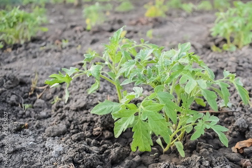 Small tomato seedling on dry soil
