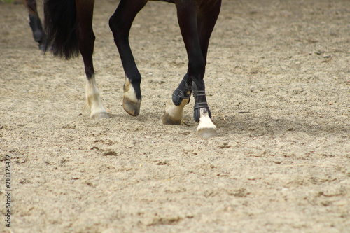 des jambes de cheval montrant des allures sur sol de sable avec les sabots
