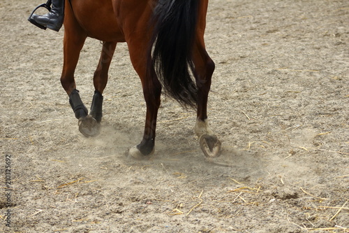 des jambes de cheval montrant des allures sur sol de sable avec les sabots