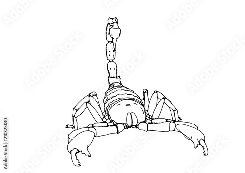 scorpion vector outline
