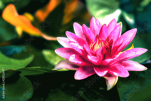 Pink lotus flower in pond with blurred background of green lotus leaves