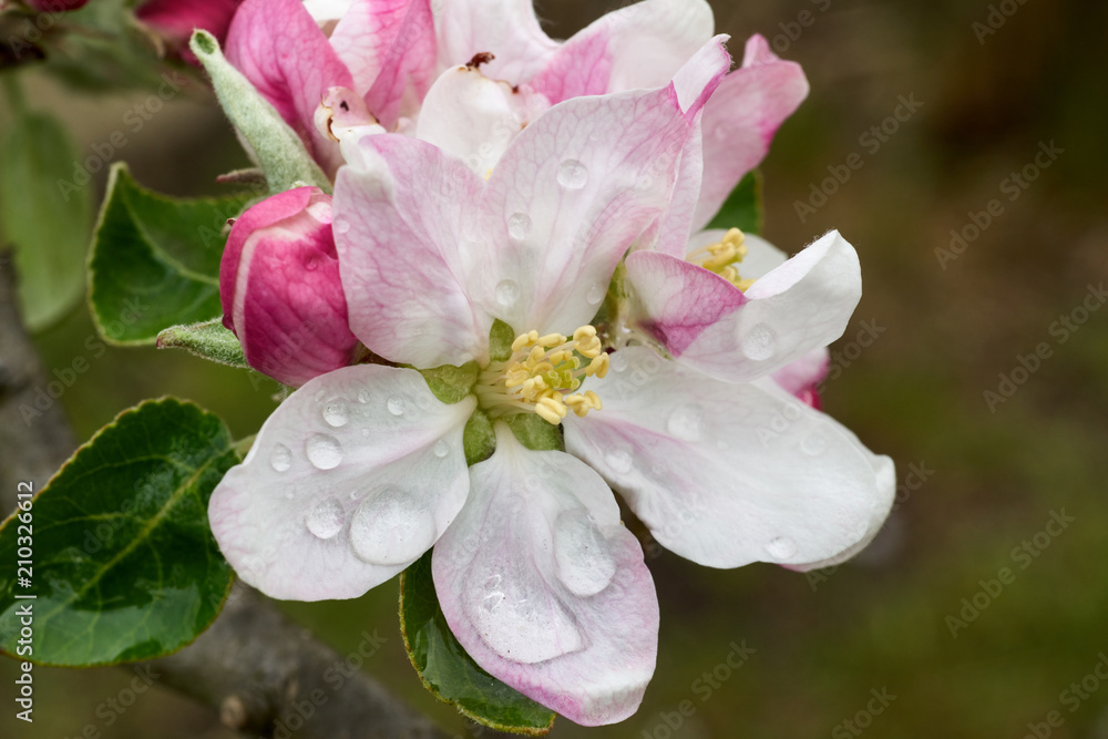 Obraz premium Apfelblüten am Zweig