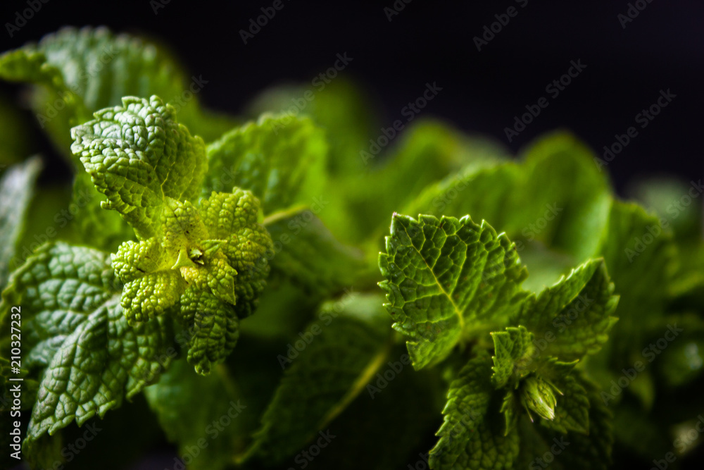 Green mint leaves on a black background. Fresh green leaves. Green mint leaves on a black background. Fresh green leaves.