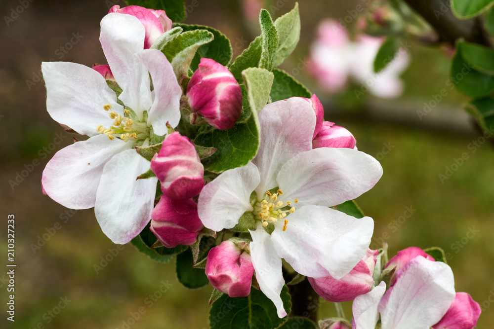 Apfelblüten am Zweig Apfelblüten am Zweig