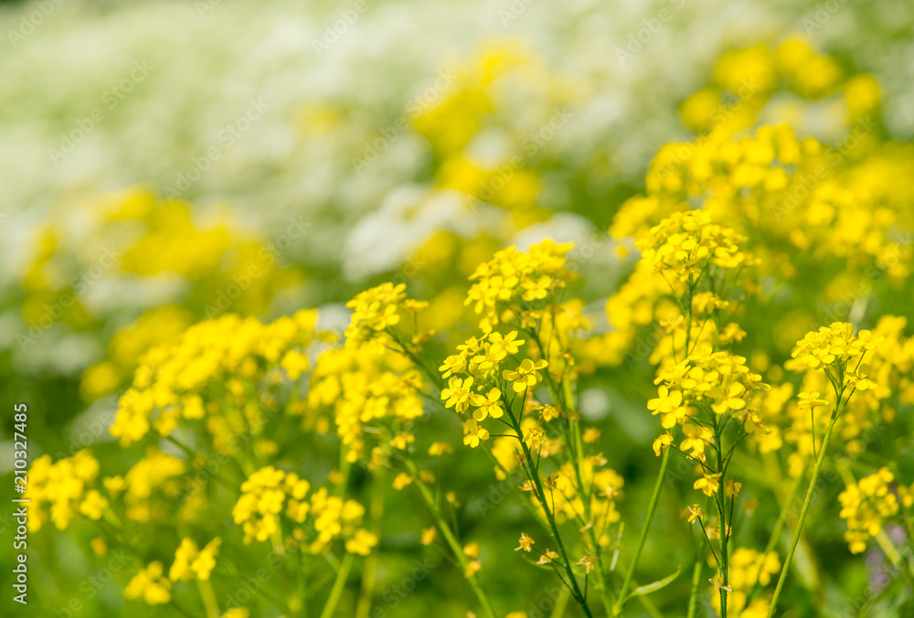 Yellow wildflowers in a meadow. Natural background. Yellow wildflowers in a meadow. Natural background.
