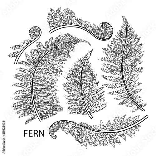 Graphic fern leaves