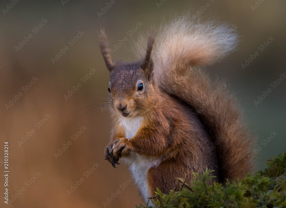 Cheeky red squirrel Cheeky red squirrel