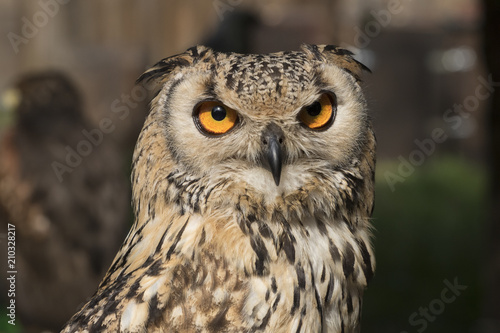 Beautiful owl bird