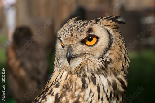 Beautiful owl bird