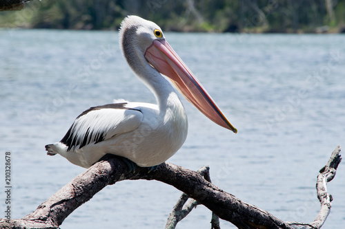 Australian pelican on the twig in the wilderness