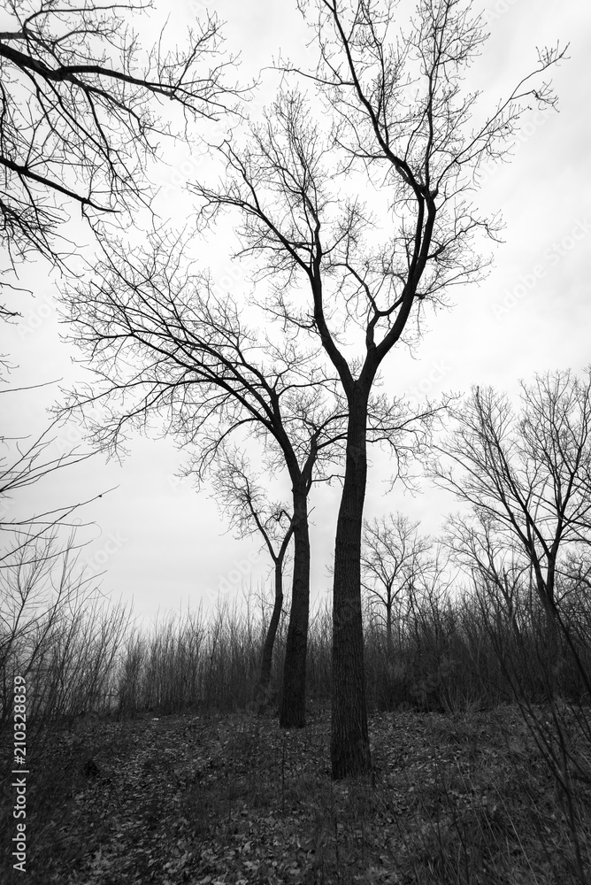 Trees in the Forest Trees in the Forest