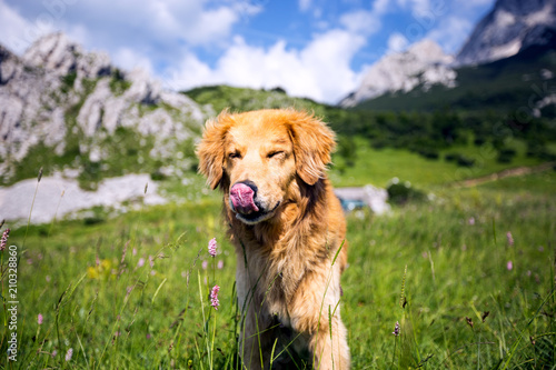 Portrait of cute yellow dog outdoor