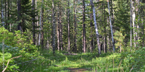 Path in the forest