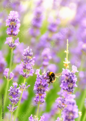 Bumblebee on Lavender