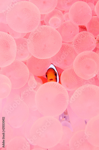 Orange clownfish swimming between sea anemone