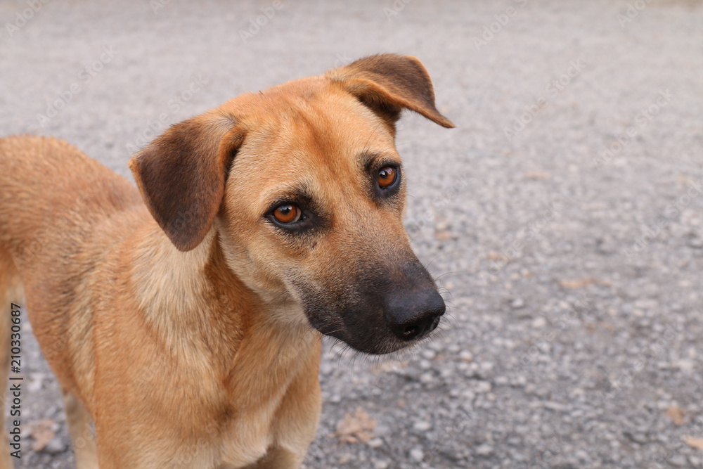 Brown Dog Looking, Dog portrait close up Asian Thai animal pet Brown Dog Looking, Dog portrait close up Asian Thai animal pet