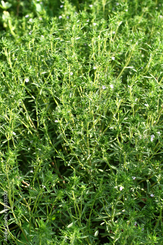  Fresh savory good for natural background. savory herb
