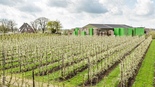 Landscape with fruit production aeres the Betuwe in the Netherlands photo