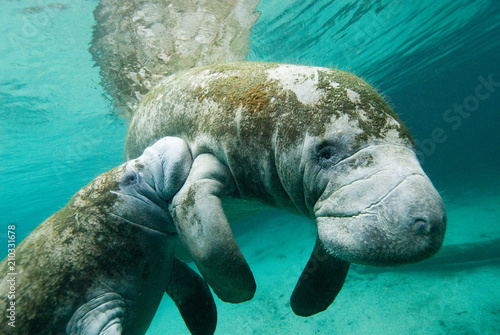 Steller's sea cows swimming in ocean