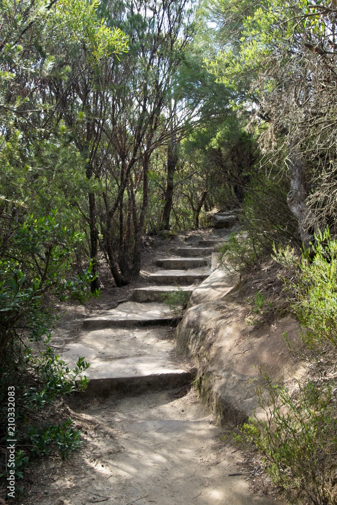 Obraz premium Bushwalking in Blue Mountains. Summer in Australia.