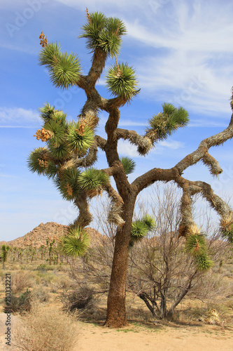 Joshua Tree