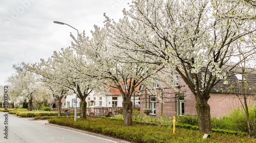 Blooming trees in the streets during spring in Eck en Wiel, Gelderland, Netherlands