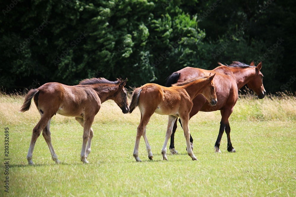 brown mother horse is walking on a paddock with her two foals brown mother horse is walking on a paddock with her two foals