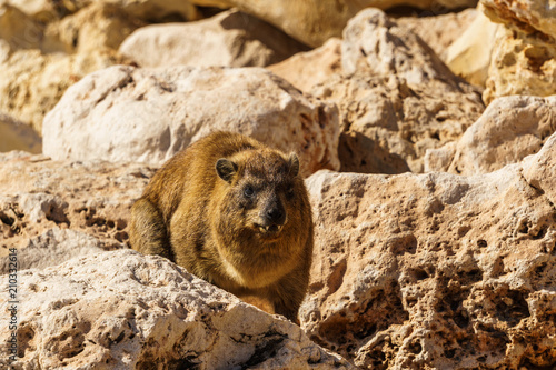 Rock hyrax in rocky terrain in the wild.