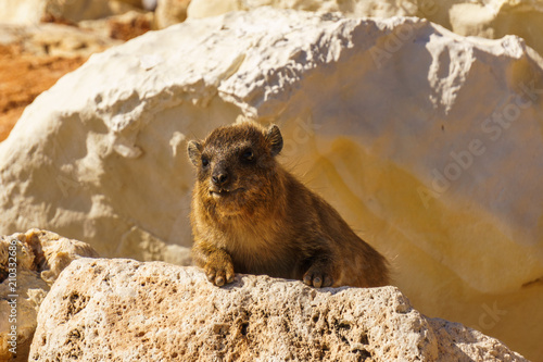 Rock hyrax in rocky terrain in the wild.