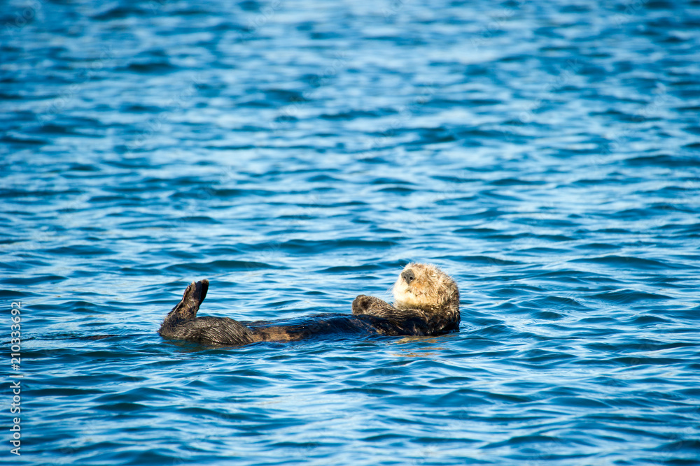 カリフォルニア州のラッコ