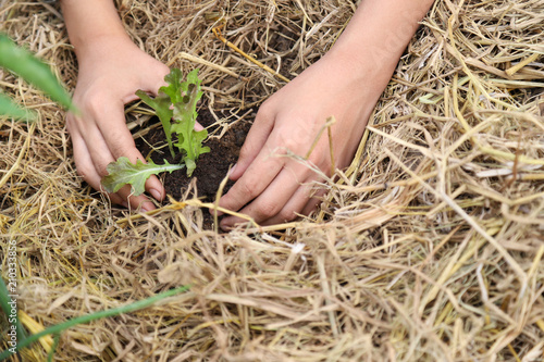 Growing vegetable on the ground with straw by girl.